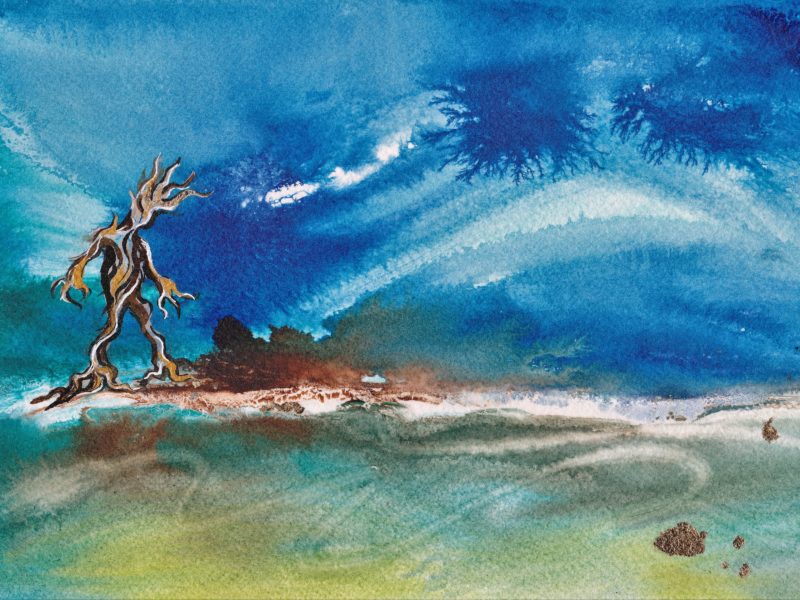 Mr Tree Man is an explorer!